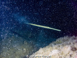 A Blue spotted Cornetfish - Fistularia commersonii blazin... by Stefanos Michael 